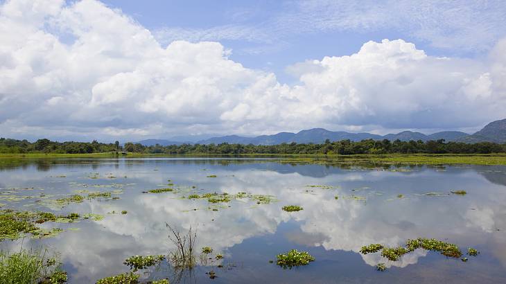 A lake with plants surrounded by green trees under a partly cloudy sky