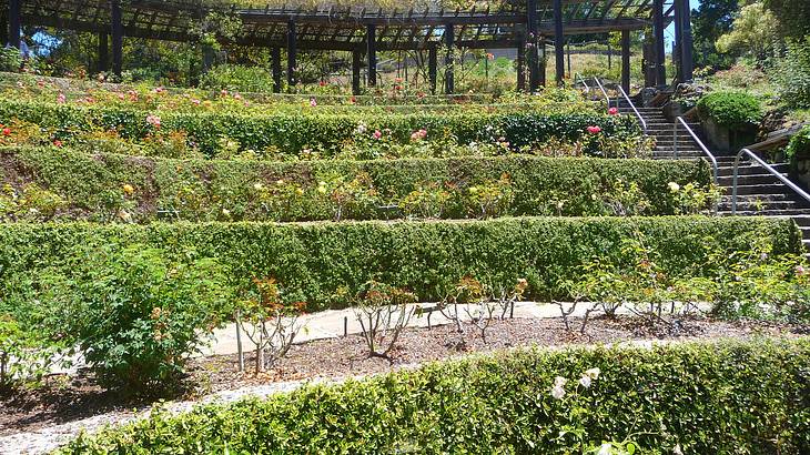 Flowering plants planted in steps with a covered walkway on top