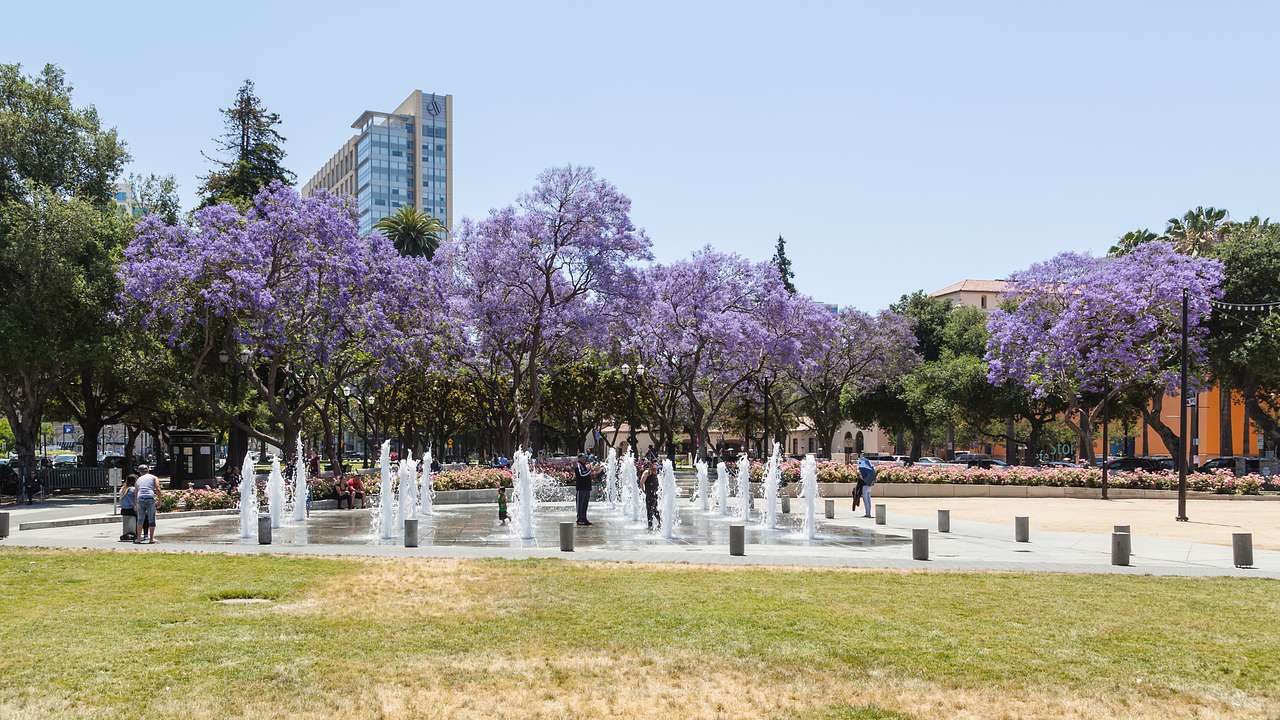 A park with small fountains in the center next to green and purple trees