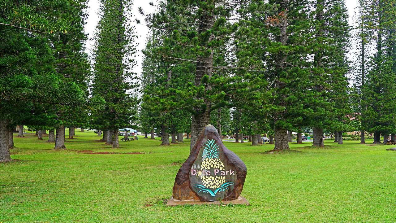 A park with pine trees and a sign engraved on a big stone that reads "Dole Park"