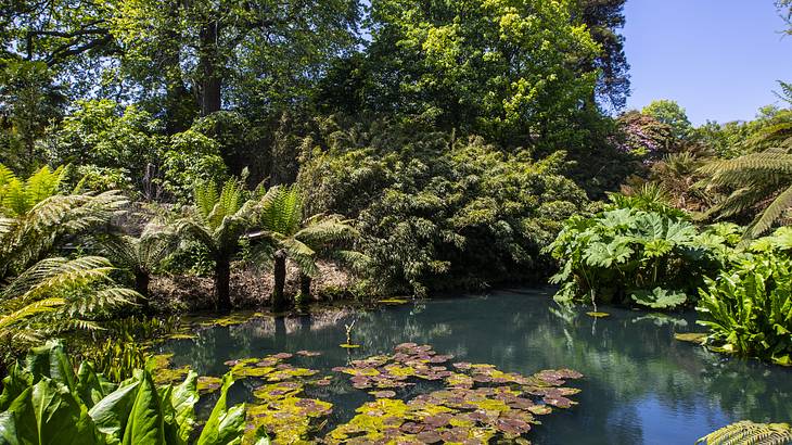 A pond with water plants surrounded by different types of trees and plants