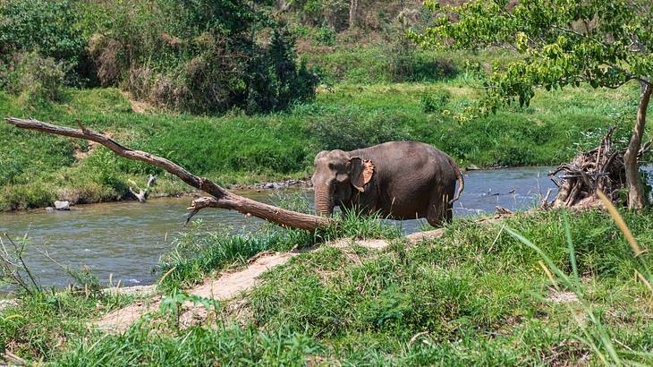 An elephant standing in a river surrounded by green vegetation
