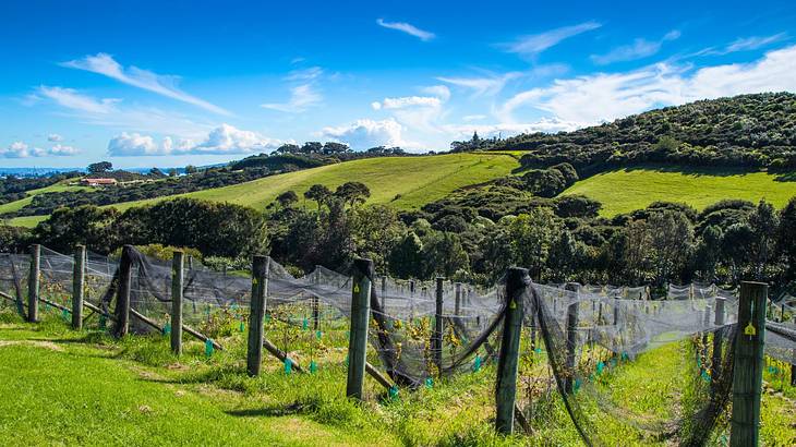 A net-covered vineyard nestled amidst a mountain landscape on a partly cloudy day