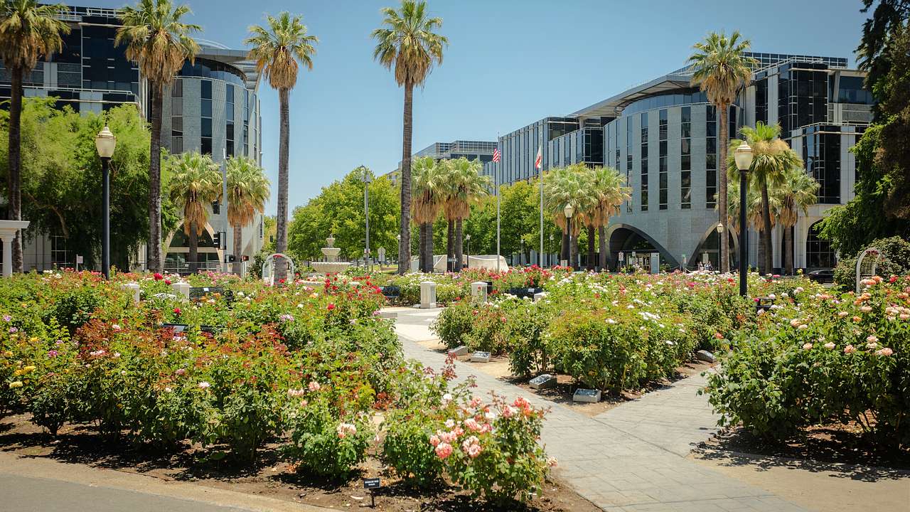 A landscaped garden of blooming flowers and palm trees