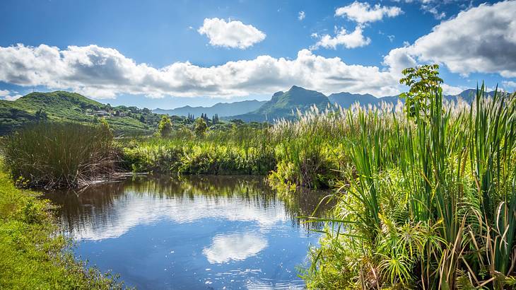 A body of water surrounded by reeds and other vegetation with mountains in the back