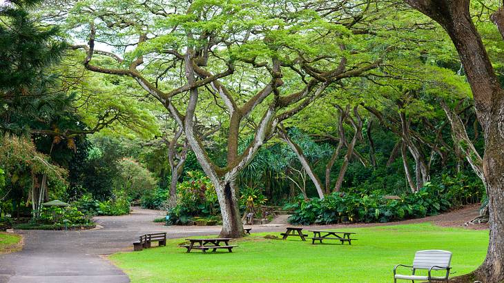 A park with several paths, a grass-covered area with benches and tables, and trees