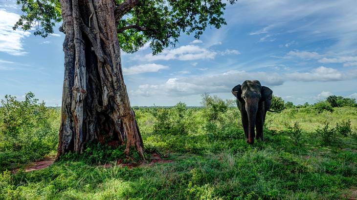 An elephant underneath the shade of a big tree with grass and bushes surrounding them
