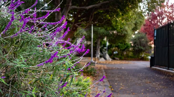 Vibrant purple flowers and trees beside a street with a gate-like structure