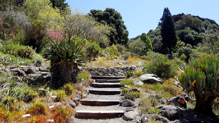 A garden with different types of plants and trees with a stairway in the center