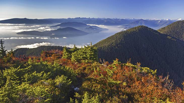 Trees on top of a mountain with a view of other mountains rising above the clouds