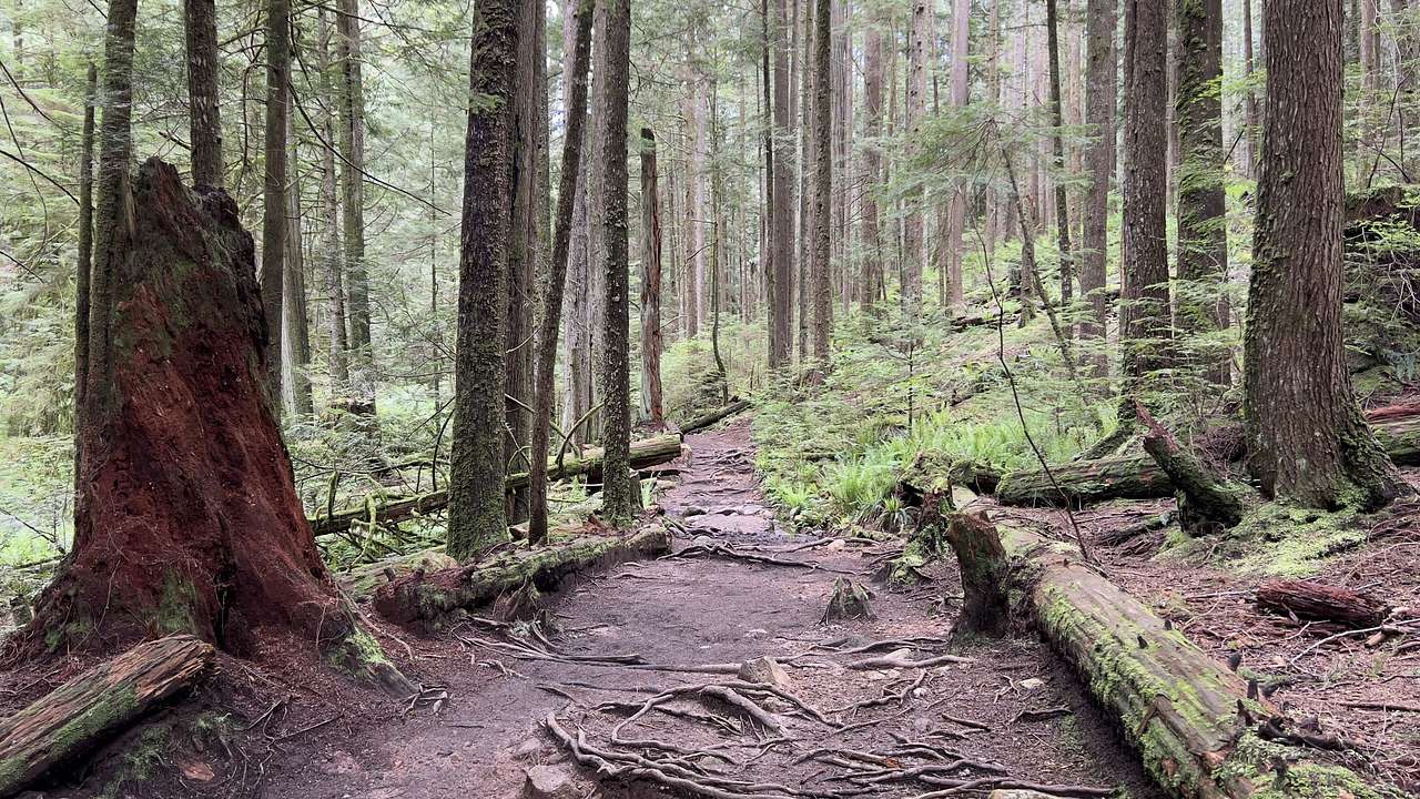 A trail in the middle of the woods with trees, broken logs, and twigs around