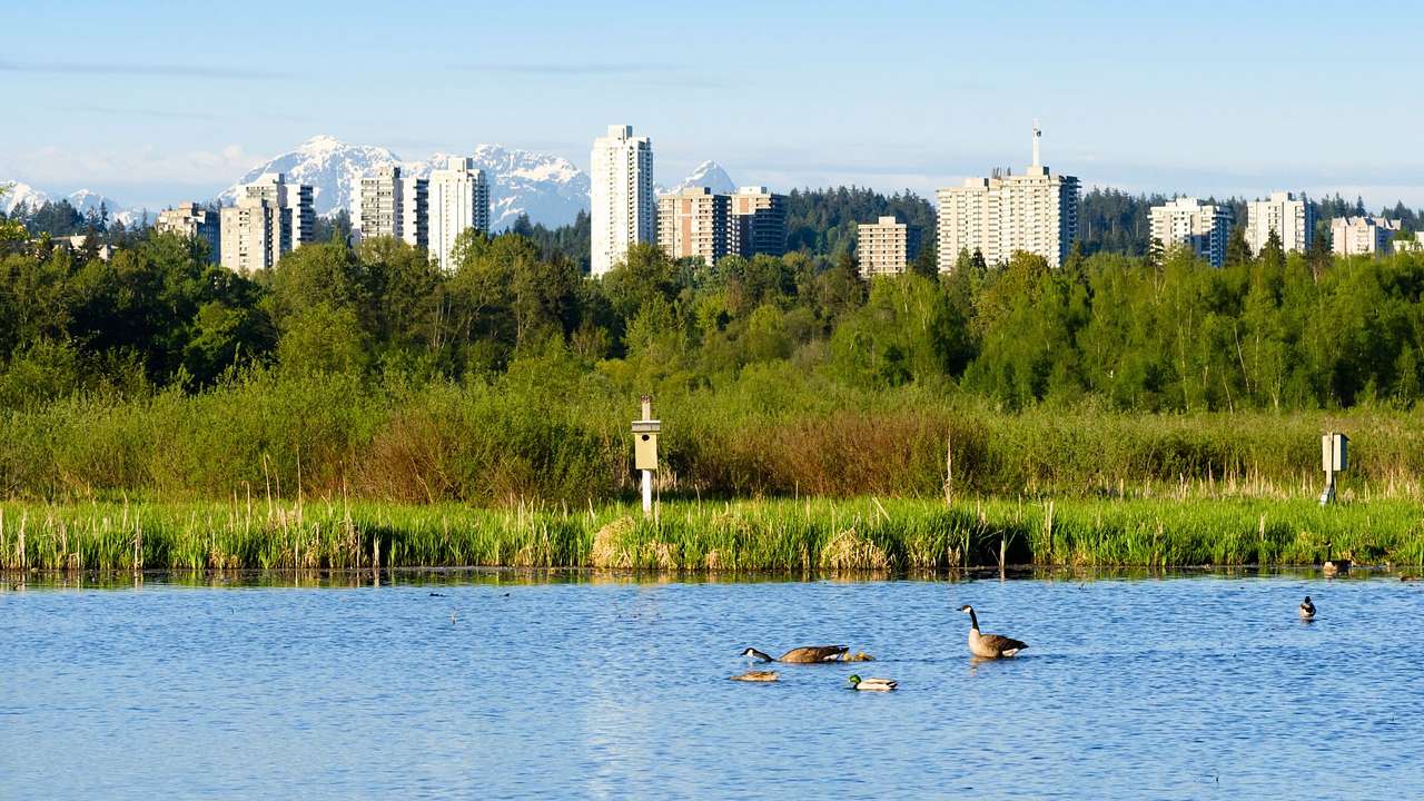 A lake with geese next to grass and a city skyline and mountains in the distance