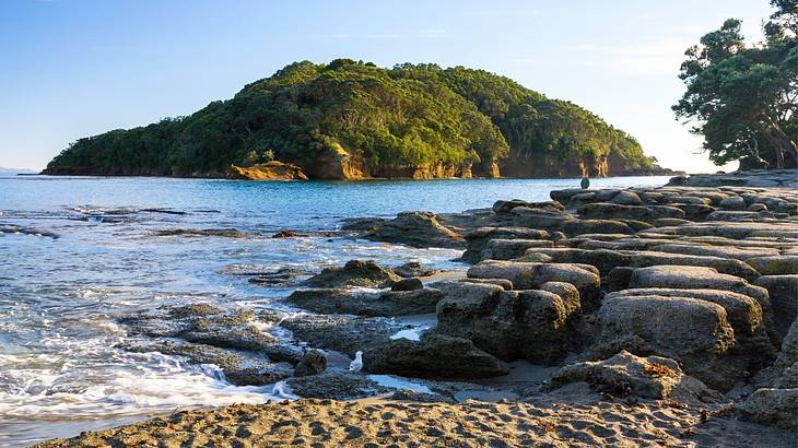 Going to Goat Island Marine Reserve is one of the top things to do north of Auckland