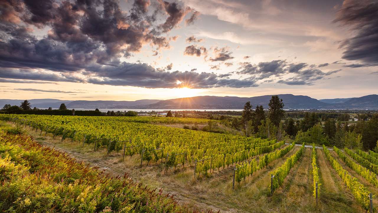 A sun setting behind a vineyard, mountains, water and clouds