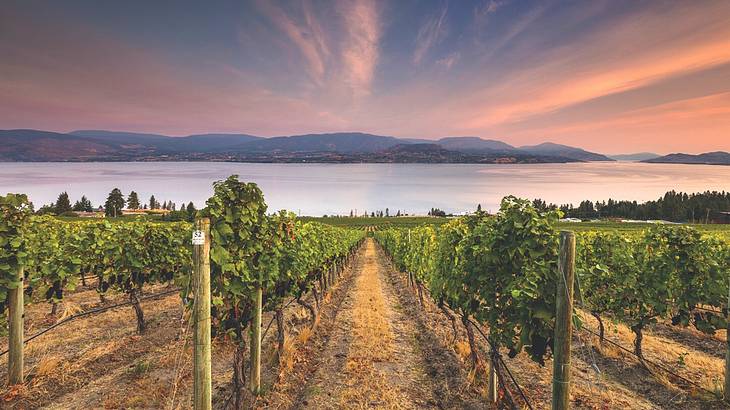 Rows of vines leading down to a lake with mountains at the back
