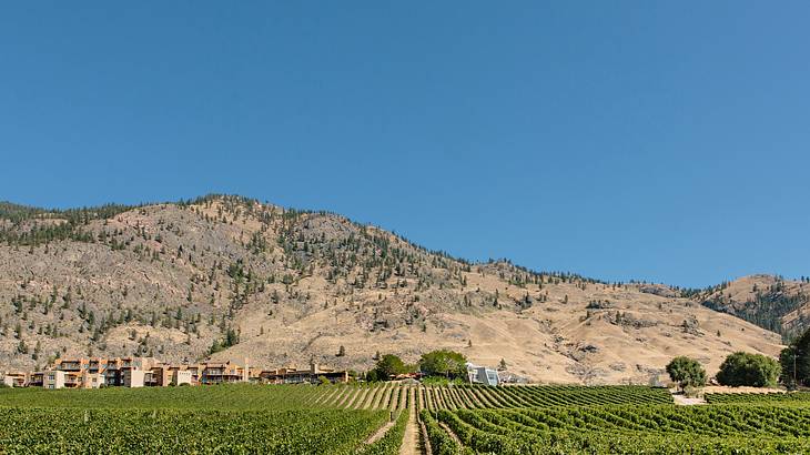 Rows of vines leading up to a dry mountain on a blue day