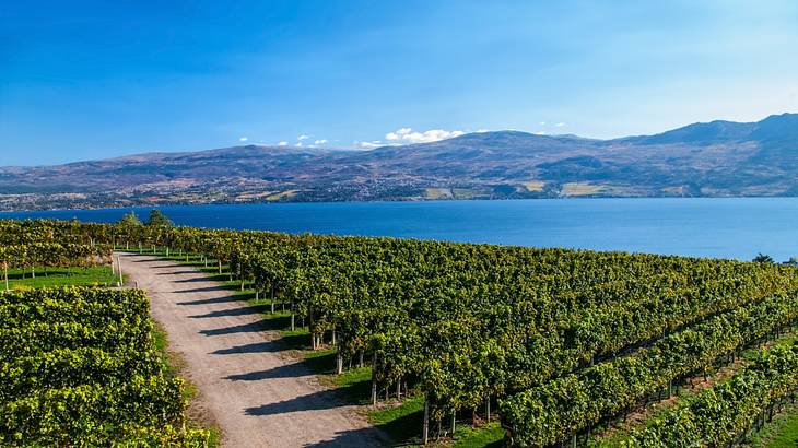 A road through vineyards situated beside a lake with a distant view of mountains
