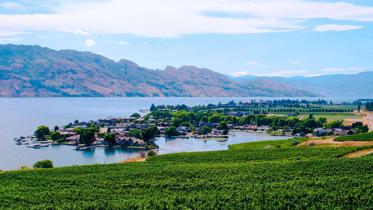 Vineyards located beside a lake with mountains in the distance on a partly cloudy day