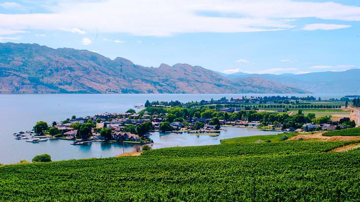 Vineyards located beside a lake with mountains in the distance on a partly cloudy day