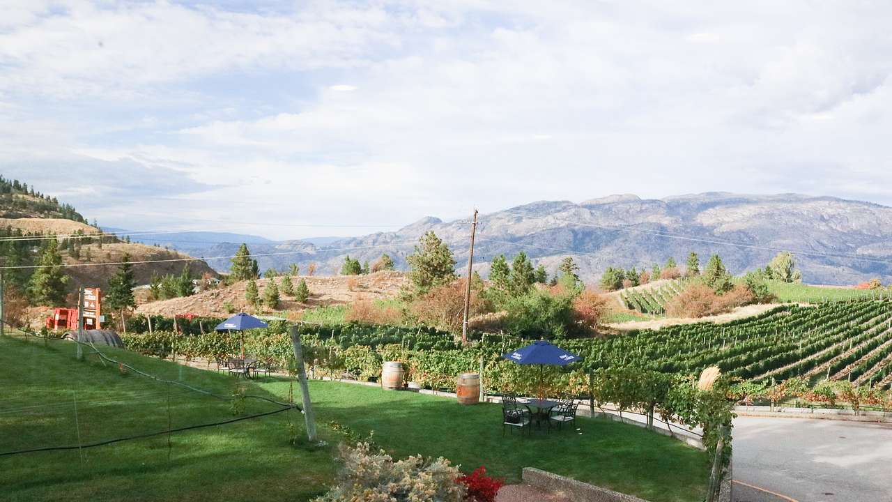 An outside garden area with a vineyard and rolling hills at the back