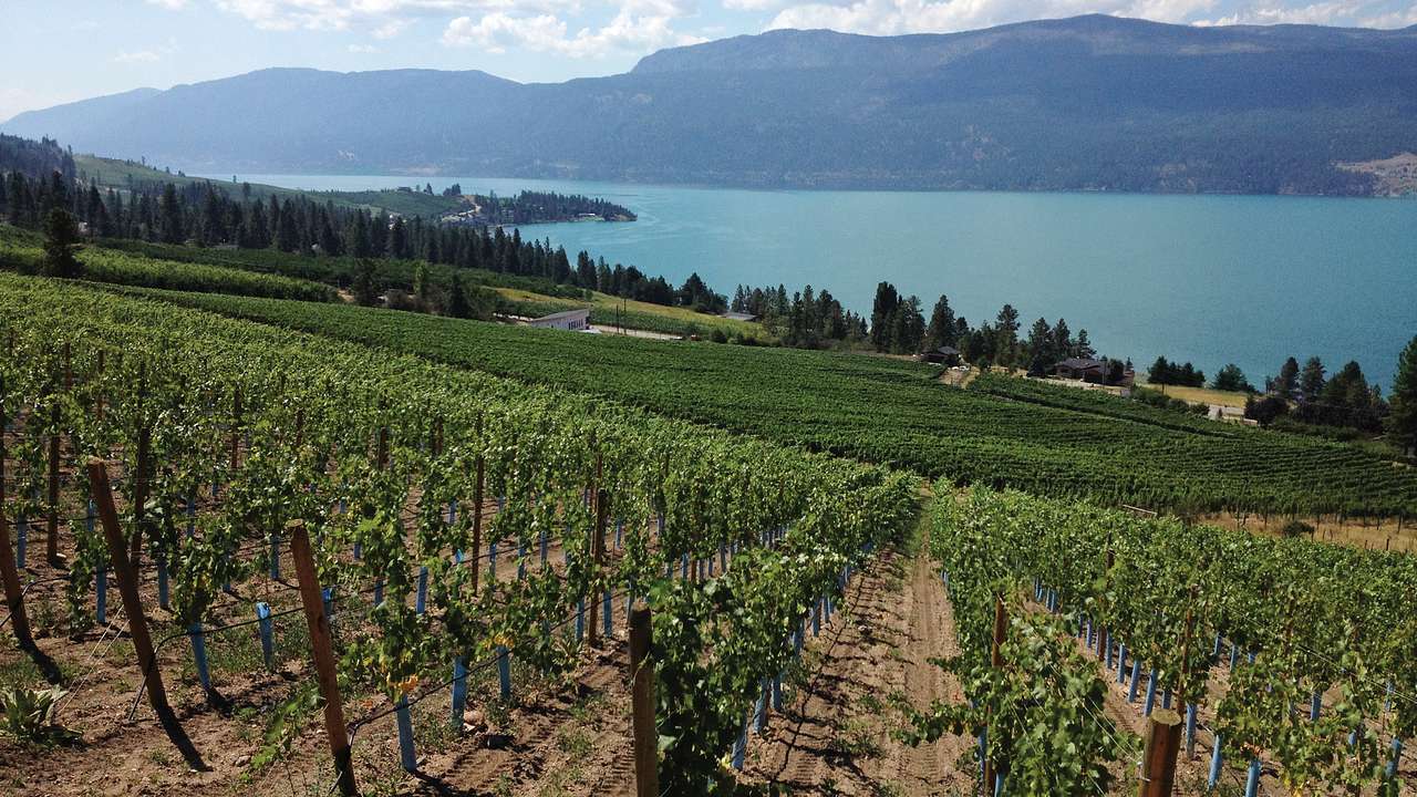 View over rows of vines with water and mountains at the back