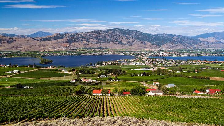 Vineyards with a distant view of houses, a lake, and mountains on a partly cloudy day