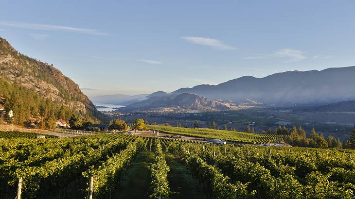 Noble Ridge is an esteemed gem among the best Okanagan wineries