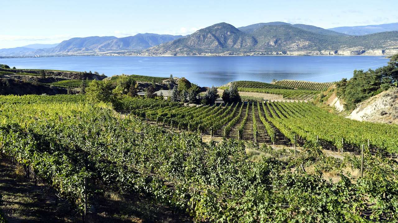 A vineyard with overlooking view of a lake and mountains under the blue sky