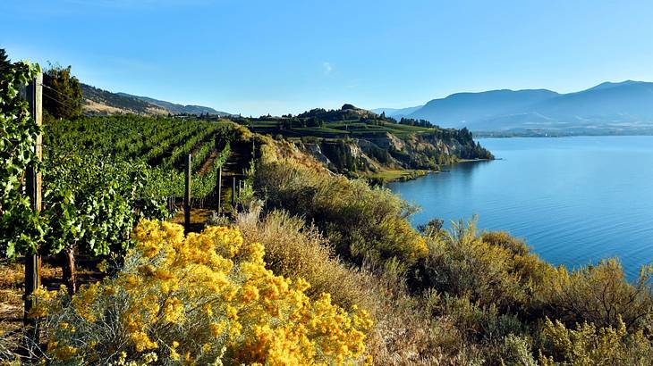 A vineyard beside a lake with a distant view of mountains under a clear blue sky