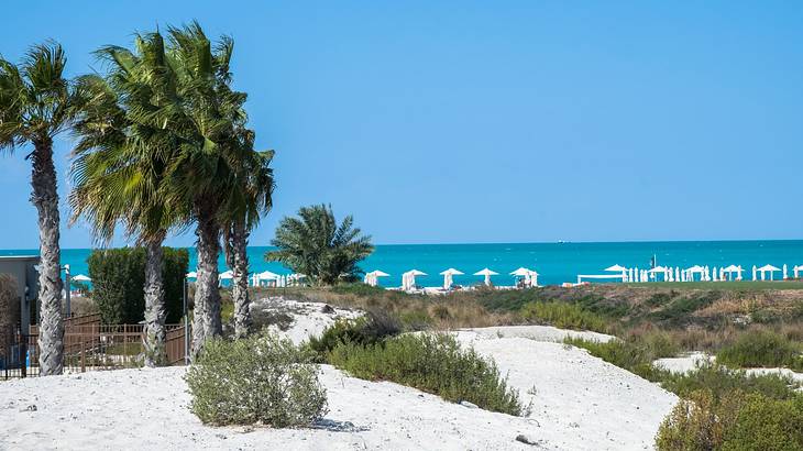 A white-sand beach with palm trees and shrubs and a distant view of the blue ocean