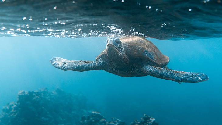 One of many fun things to do in Maui at night is scuba diving with turtles