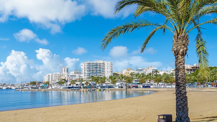 A beach cove near buildings and ships with a palm tree in the foreground