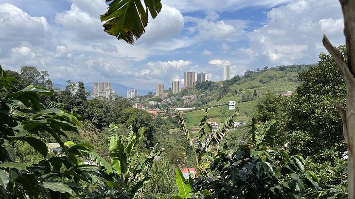 Looking back at a city with tall buildings from behind lush greenery and mountains