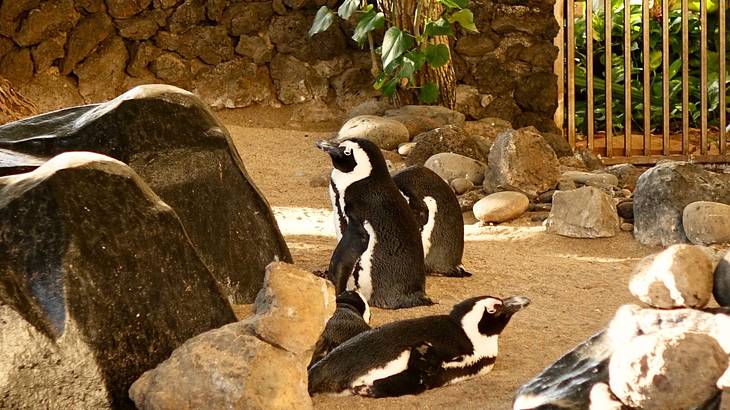 Several penguins surrounded by rocks of different sizes inside a pen with a gate