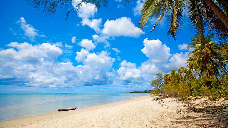 An untouched, white sand palm-tree-lined beach with fluffy white clouds above