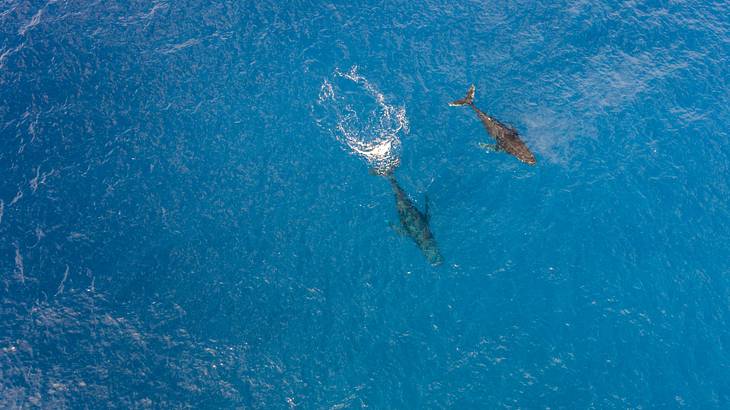 Two whales swimming in the deep blue ocean seen from above