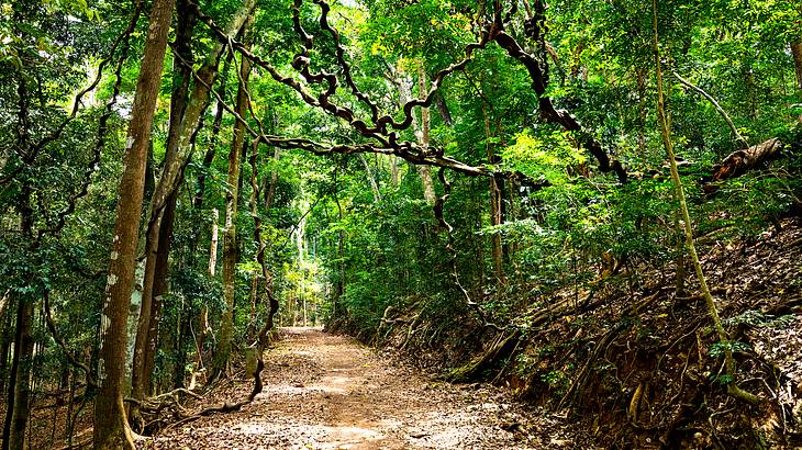 A dirt path with trees on both sides and vines above through a forest