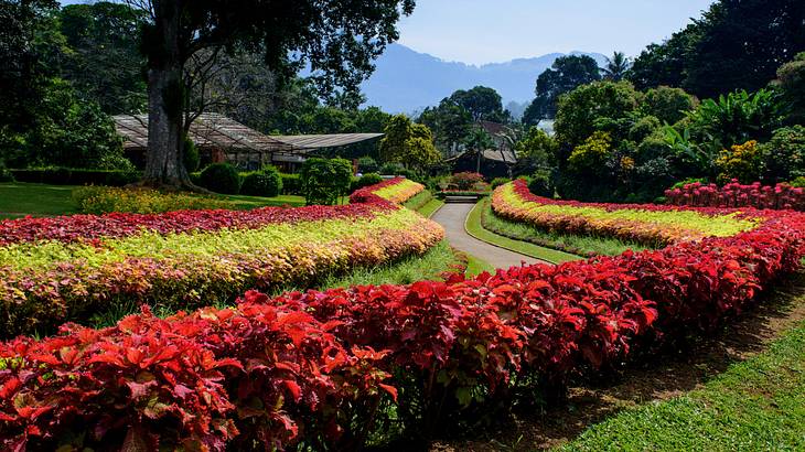 A garden with colorful flowers and plants, trees, sheds, and a walkway in the center