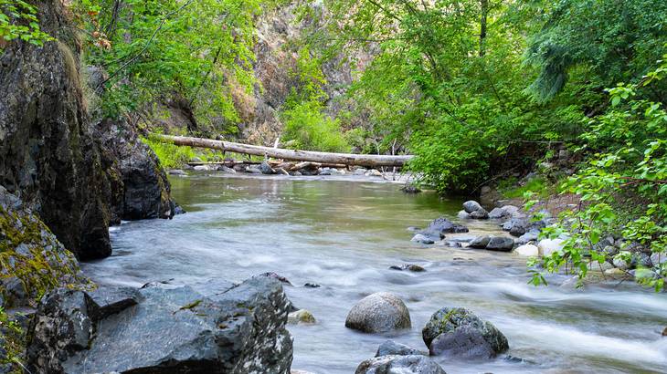 A creek with rushing water, rocks, a fallen log, and trees on both sides