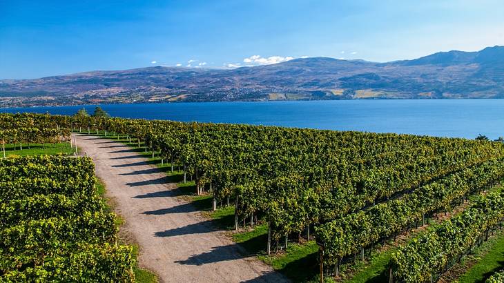 Rows of grape vines with a dirt road in the middle and a view of a large blue lake
