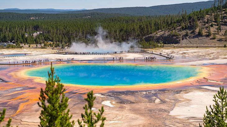 A turquoise, yellow, and orange hot spring next to many green trees