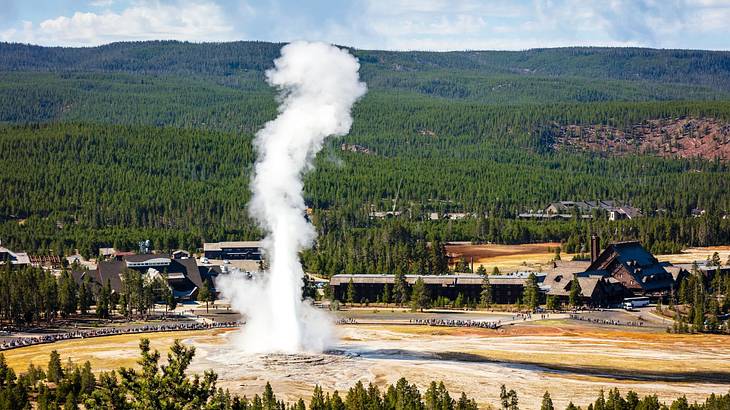 A view of a geyser shooting white steam surrounded by green alpine forest
