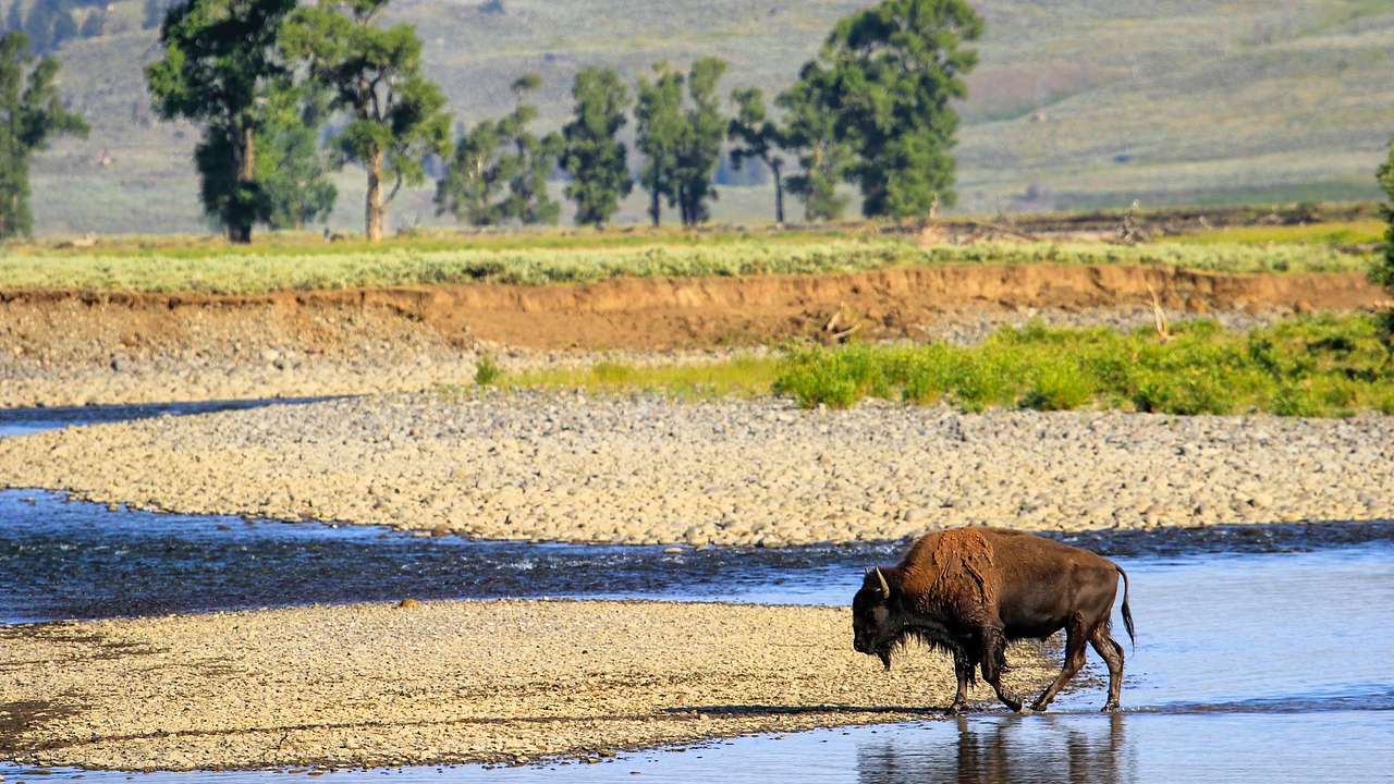 A bison walking through water surrounded by trees and a rocky shore
