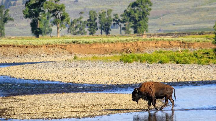 A bison walking through water surrounded by trees and a rocky shore