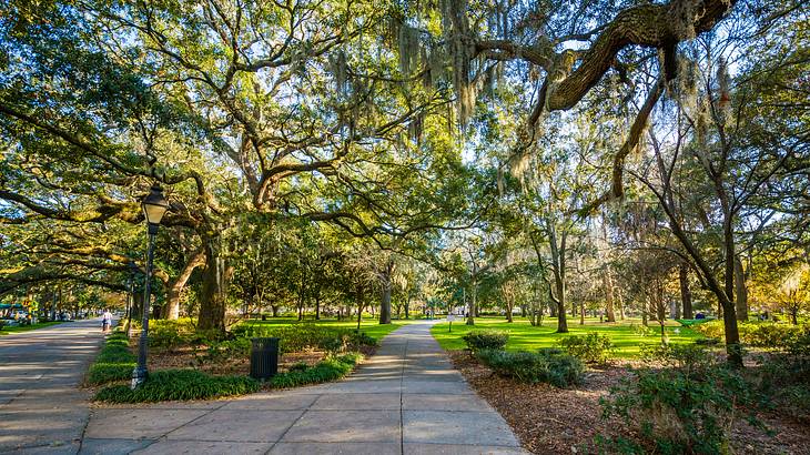 A park with a paved walkway, and trees with green branches creating a canopy over it