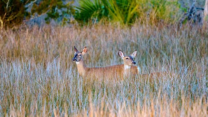 Two deer standing in tall marsh grass with green trees at the back