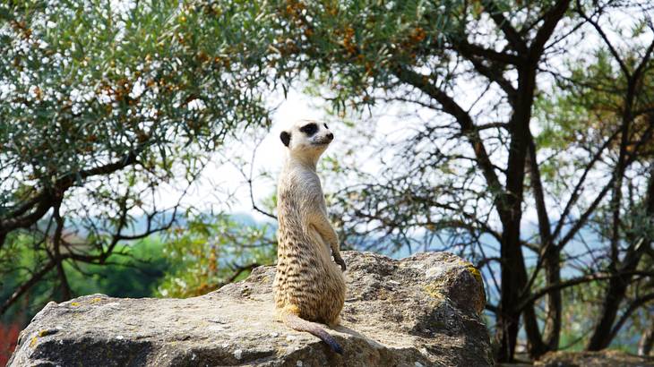 A meerkat standing on a rock amongst leafy green trees