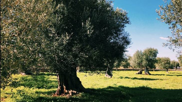 Very green trees surrounded by green grass and a blue sky, Puglia