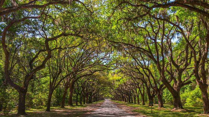 A path lined with moss-covered oak trees