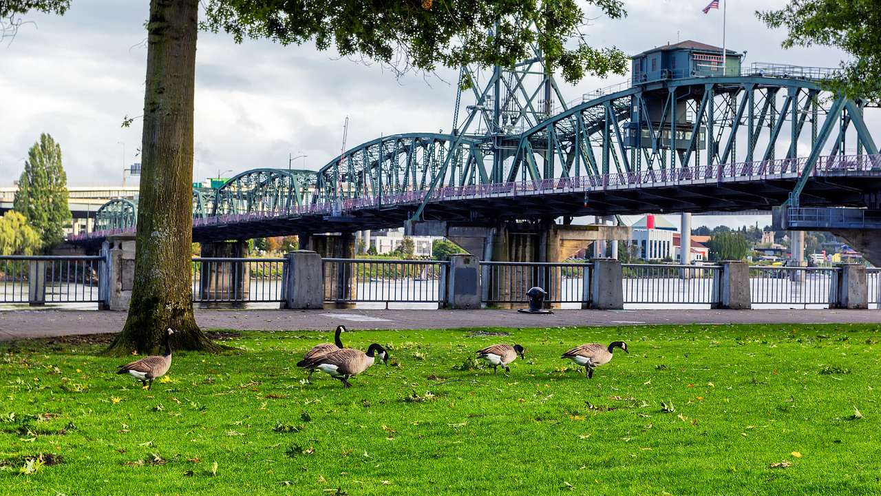 Geese walking on green grass against a tree, & a bridge on a river under a cloudy sky